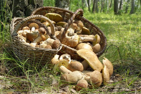 篮子中的蘑菇图片