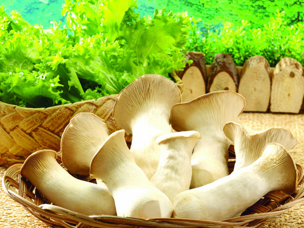 诱人蘑菇图片