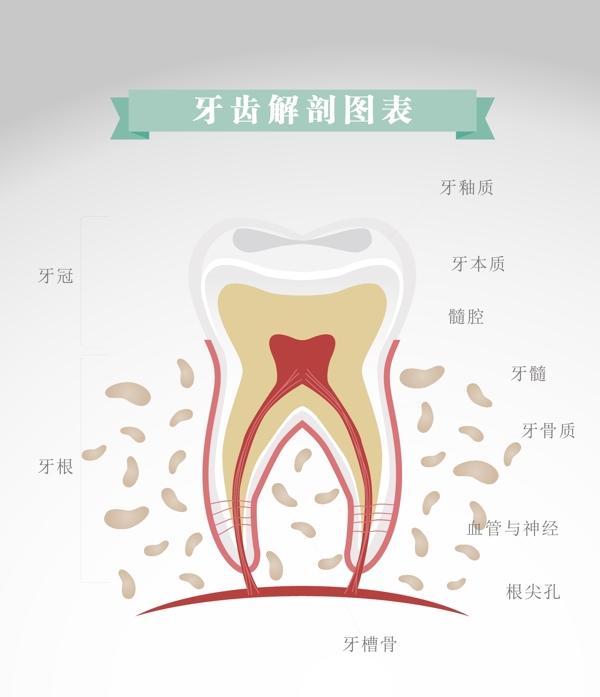 牙齿解剖图