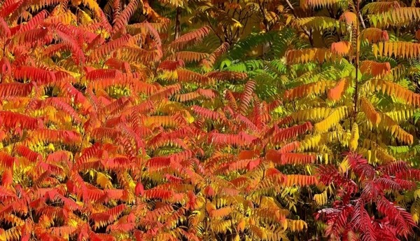 秋天树的彩叶图片