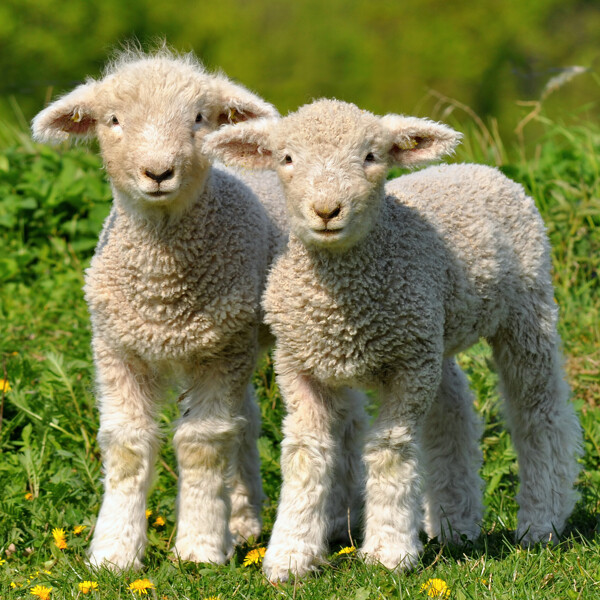 可爱的小羊羔图片