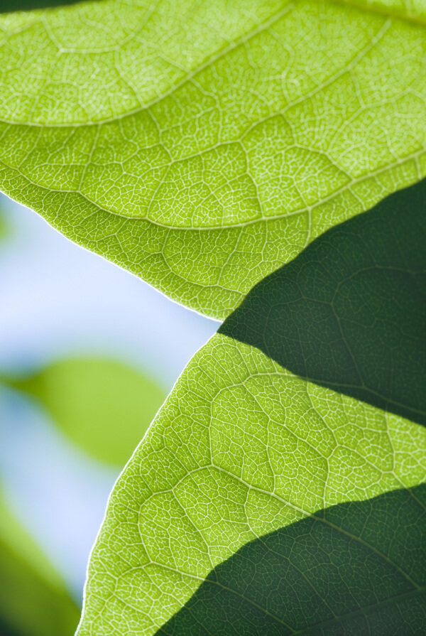 植物叶片图片