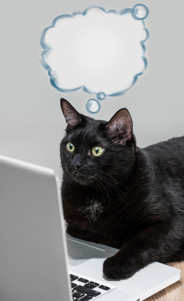 可爱黑猫与笔记本电脑图片