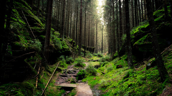 德国国家公园自然森林风景