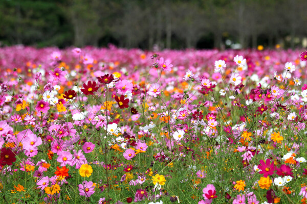 格桑花