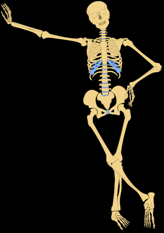 人类的骨骼提纲