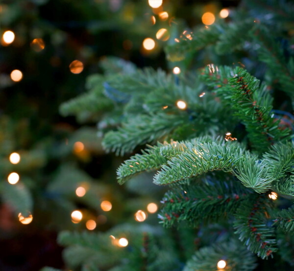 圣诞树与梦幻光斑图片