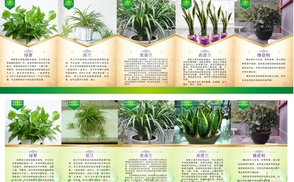 植物展板