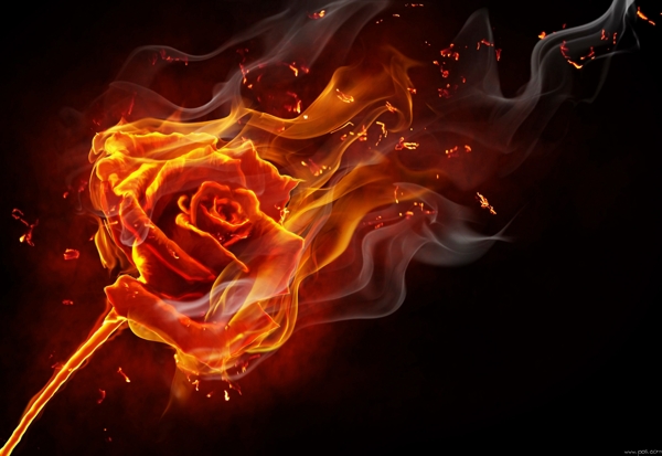 火焰玫瑰图片