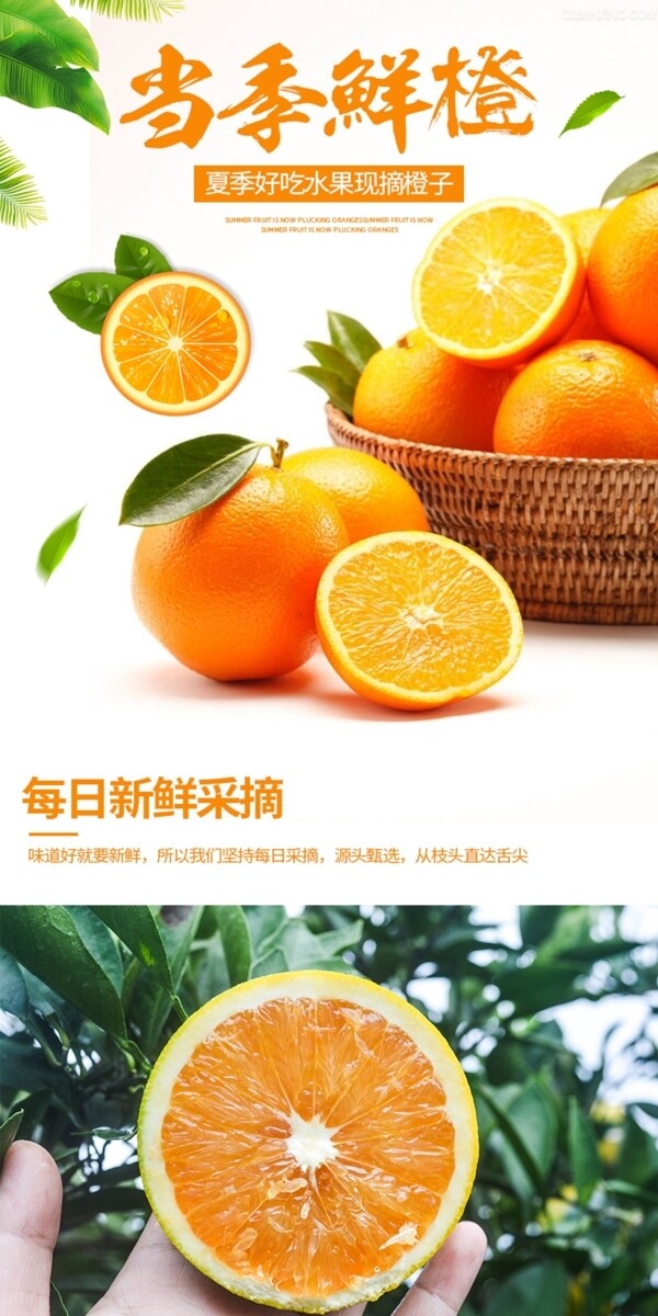 电商详情页清新简约水果当季鲜橙绿叶