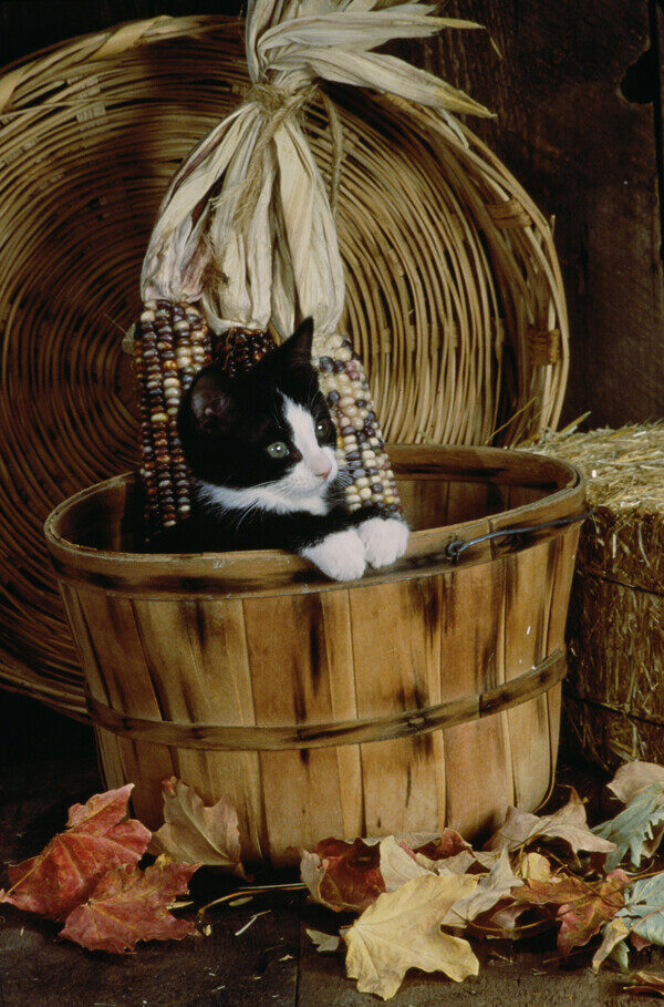 木桶里的小猫图片