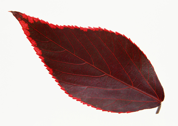 各种叶子树叶3D材质素材20090224更新5