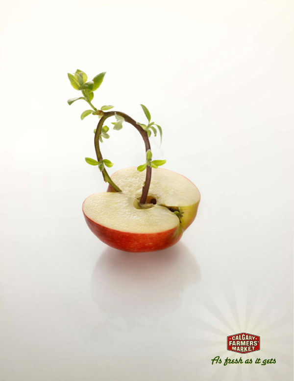 发芽的苹果图片