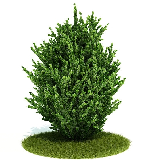 3D绿色灌木模型图片