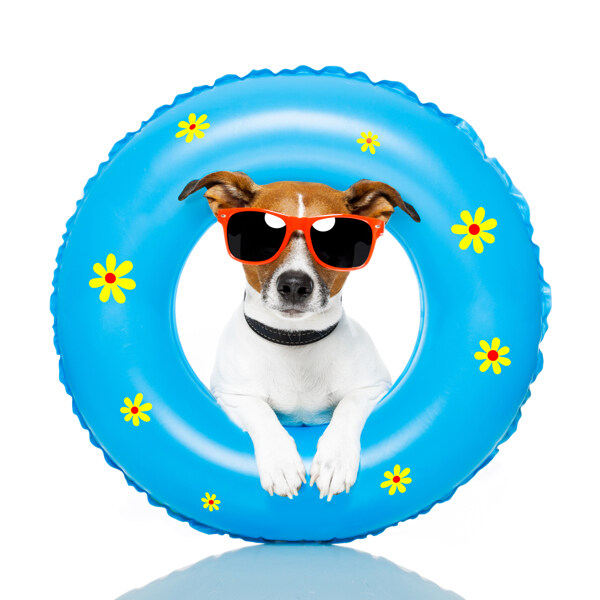 游泳圈中戴太阳镜的狗图片