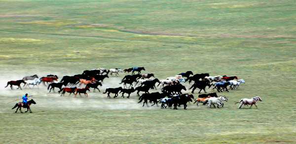 蒙古马图片