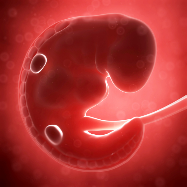 开始发育的胚胎图片