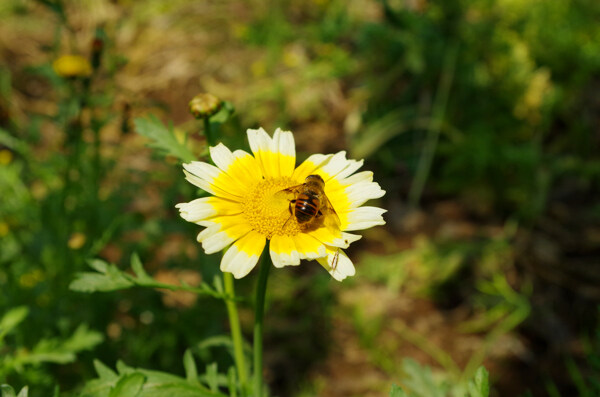 花朵蜜蜂