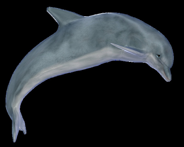 灰色的海豚图片免抠png透明图层素材