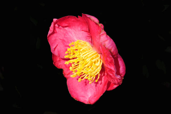 位图植物花朵写实花卉高清免费素材