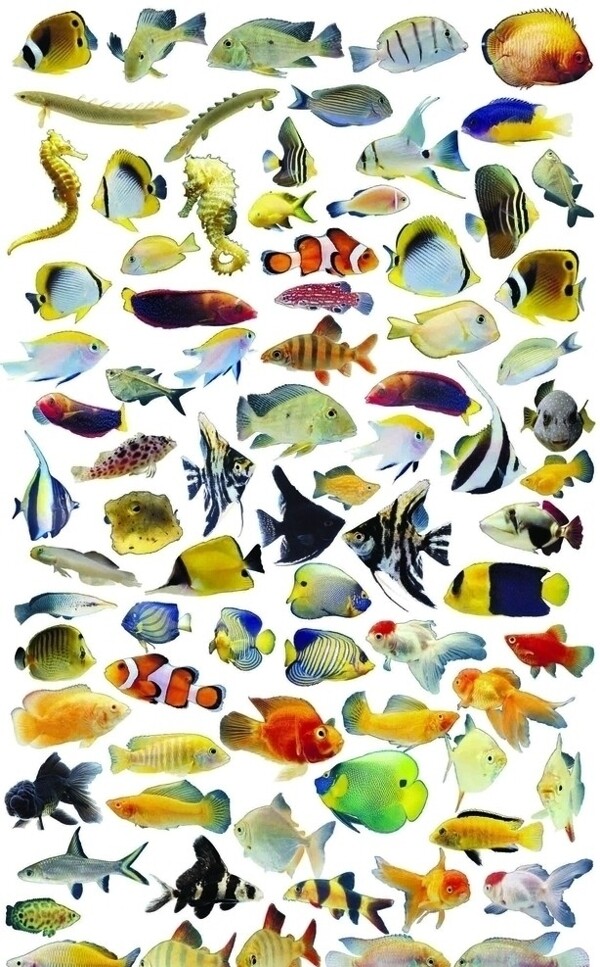 鱼类组合图片