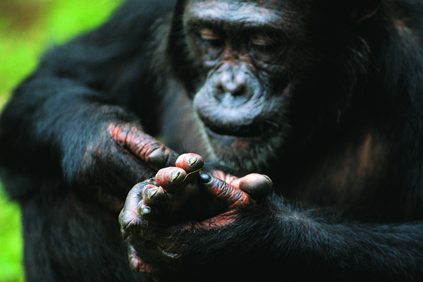 野生动物黑猩猩素材看掌纹猩猩