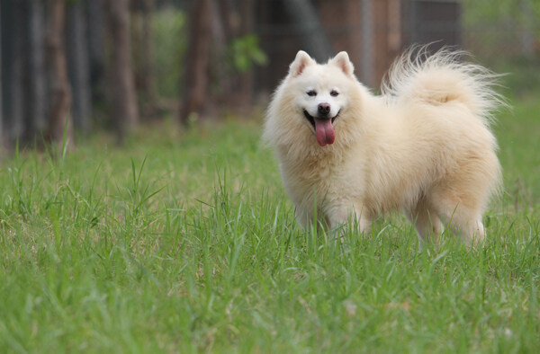 萨摩耶犬图片