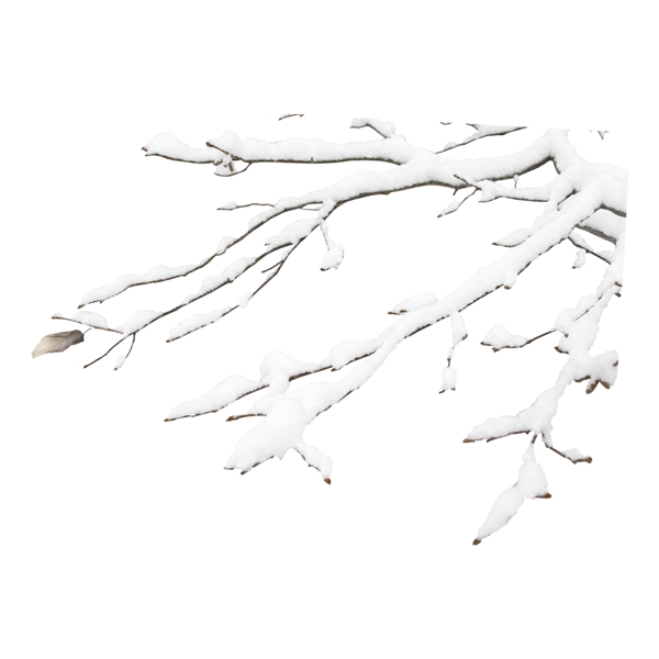 手绘冬季树枝卡通透明素材