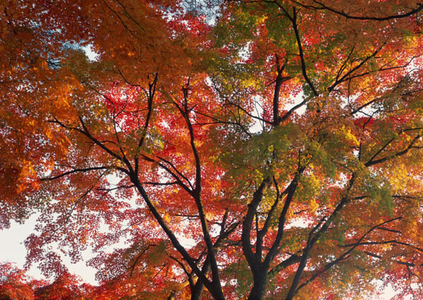秋季红叶