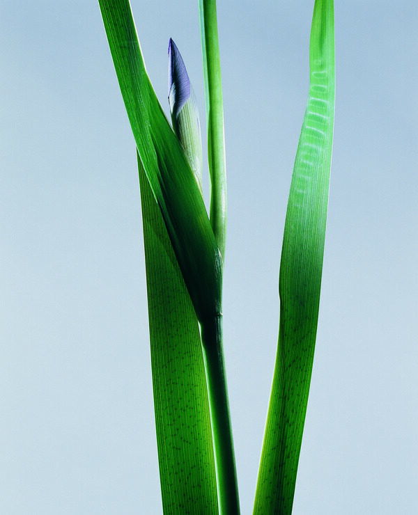 花姿花颜花一束花百花世界花朵花草花蕊花瓣全球首席设计大百科