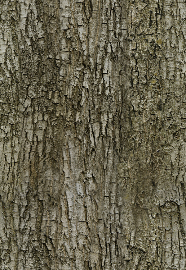 高精度树木Tree035