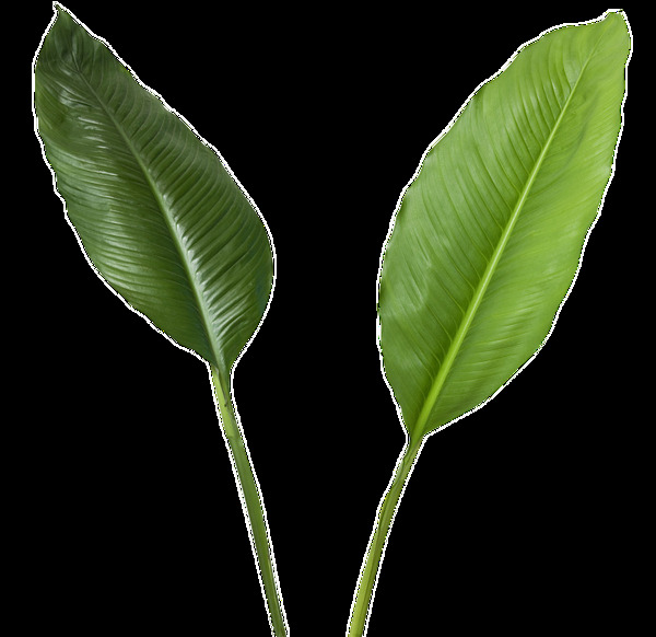 正反面的两片叶子透明植物素材