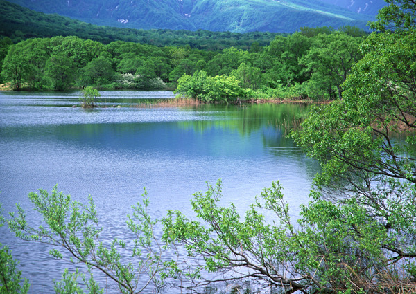 树植物水风景