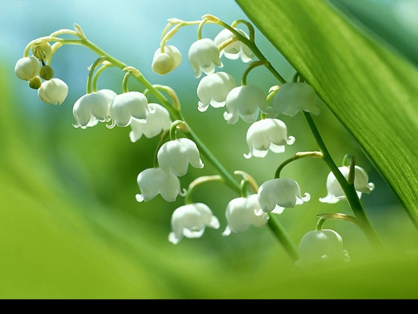 春夏季花卉铃兰背景图片