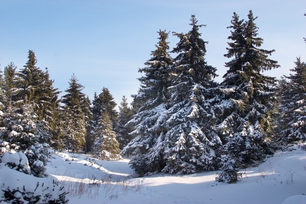 美丽树林雪景摄影图片