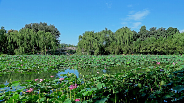 北京紫竹院公园风景