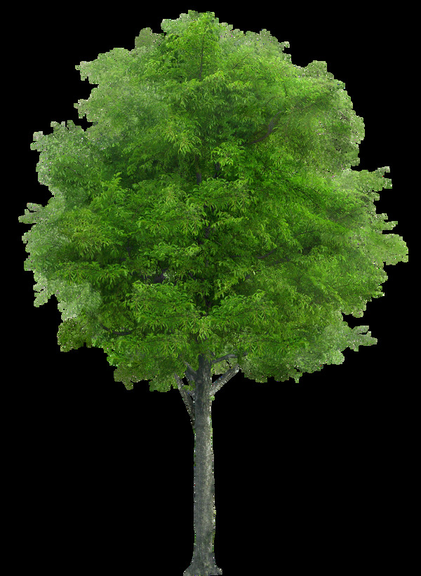 漂亮绿树免抠png透明图层素材