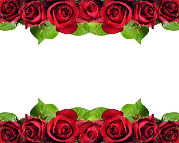 盛开的红色玫瑰花