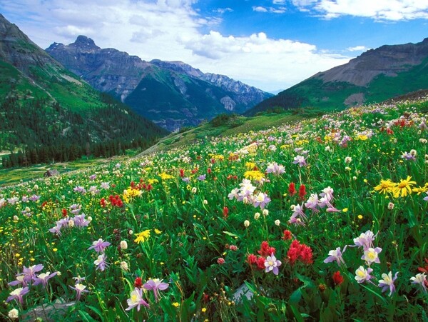 高山和开满花朵的山地图片