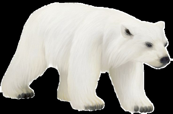 走路的北极熊免抠png透明素材