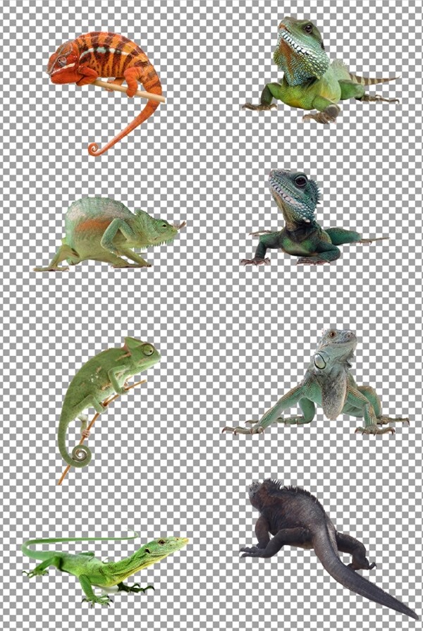 蜥蜴变色龙图片