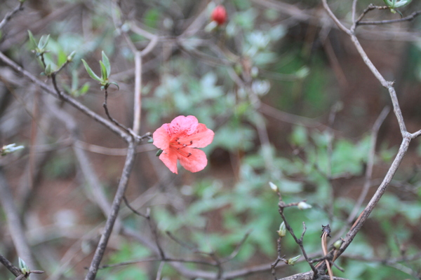 杜鹃花图片