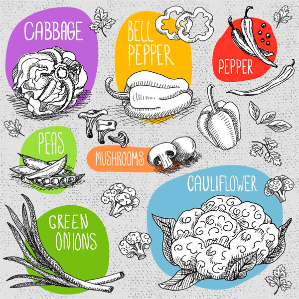 蔬菜素描插图图片1