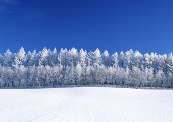 美丽雪景摄影图片