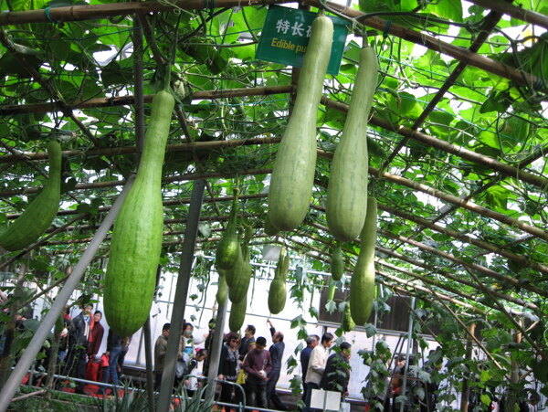 寿光蔬菜博览会图片