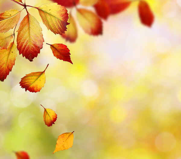 梦幻光斑与飘落的树叶图片
