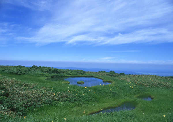 池塘花草