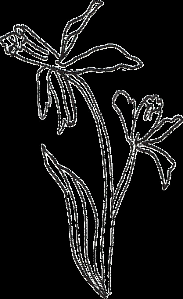手绘精致花卉透明素材