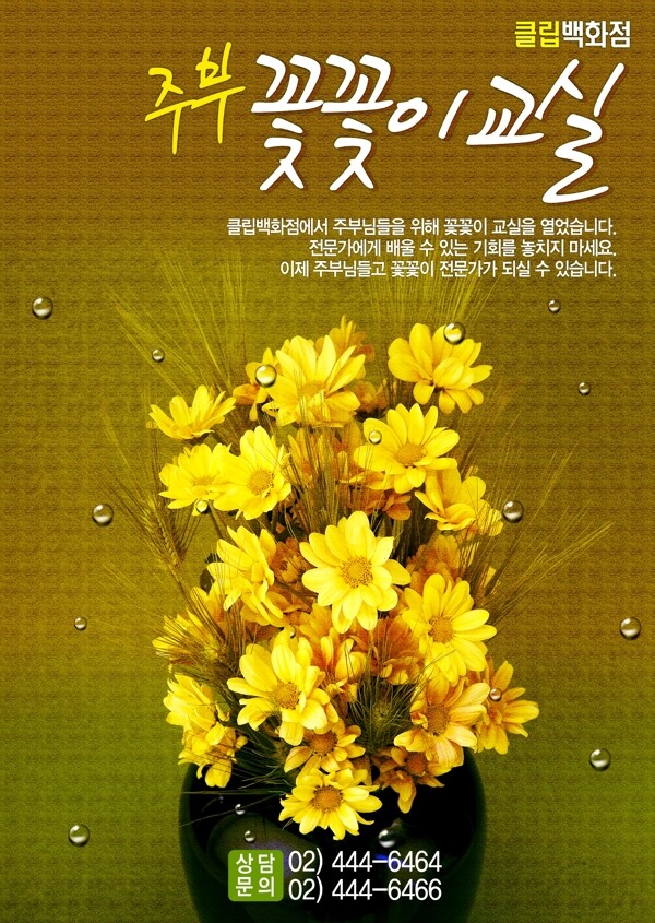 黄色菊花海报图片