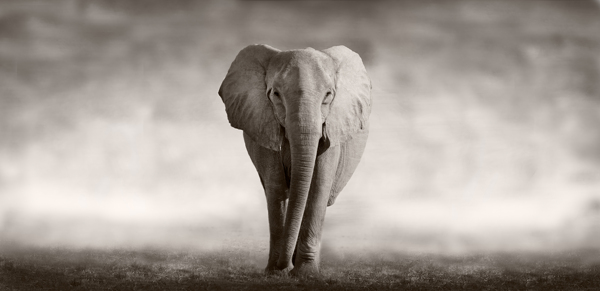 大象黑白艺术照图片